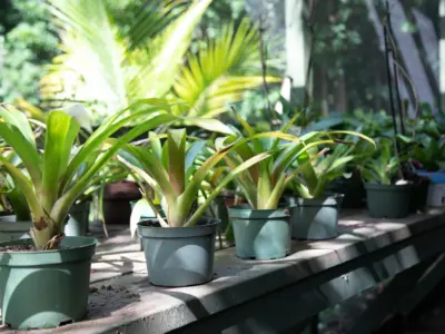 TOKOZA GYM AND GARDEN 2020 11