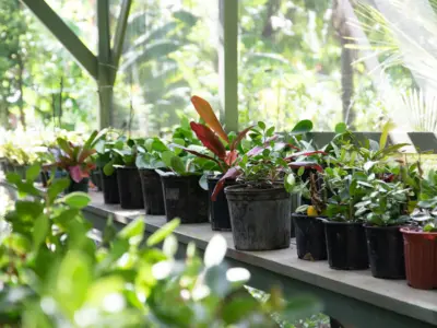 TOKOZA GYM AND GARDEN 2020 15