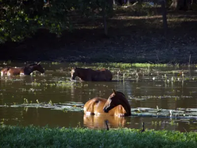 2009 Cabo Velas April Escazu 149adj