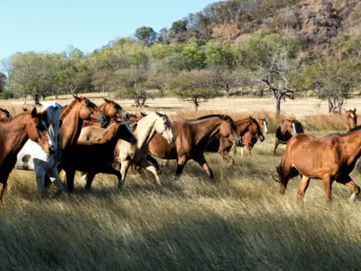Hacienda Cabo Velas13