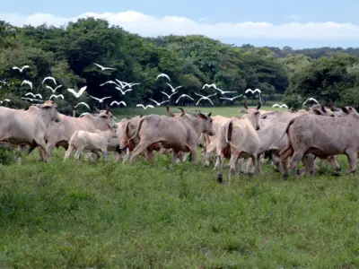 Montunas Ranch Cattle and cranes