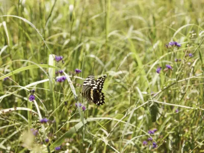 Laba migration 0524 72 high