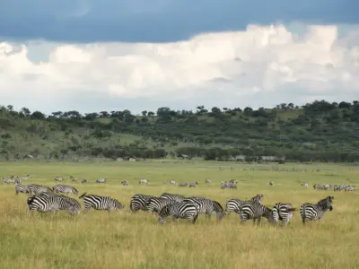 Laba migration 0524 84 high