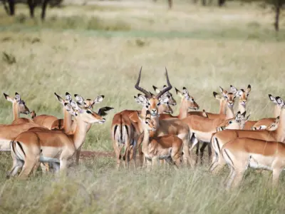 Laba migration 0524 90 high