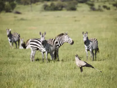 Laba migration 0524 93 high
