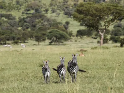 Laba migration 0524 94 high