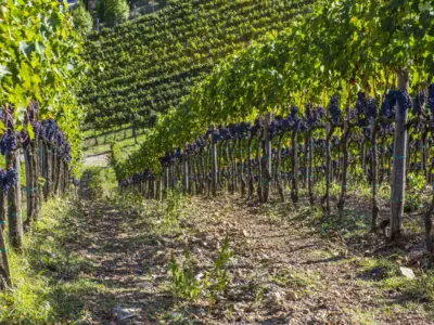 La maccinaia 061