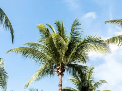 Hacienda Corazon 0004