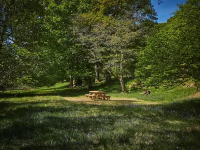 ER Picnic tables and bluebells 2 Low