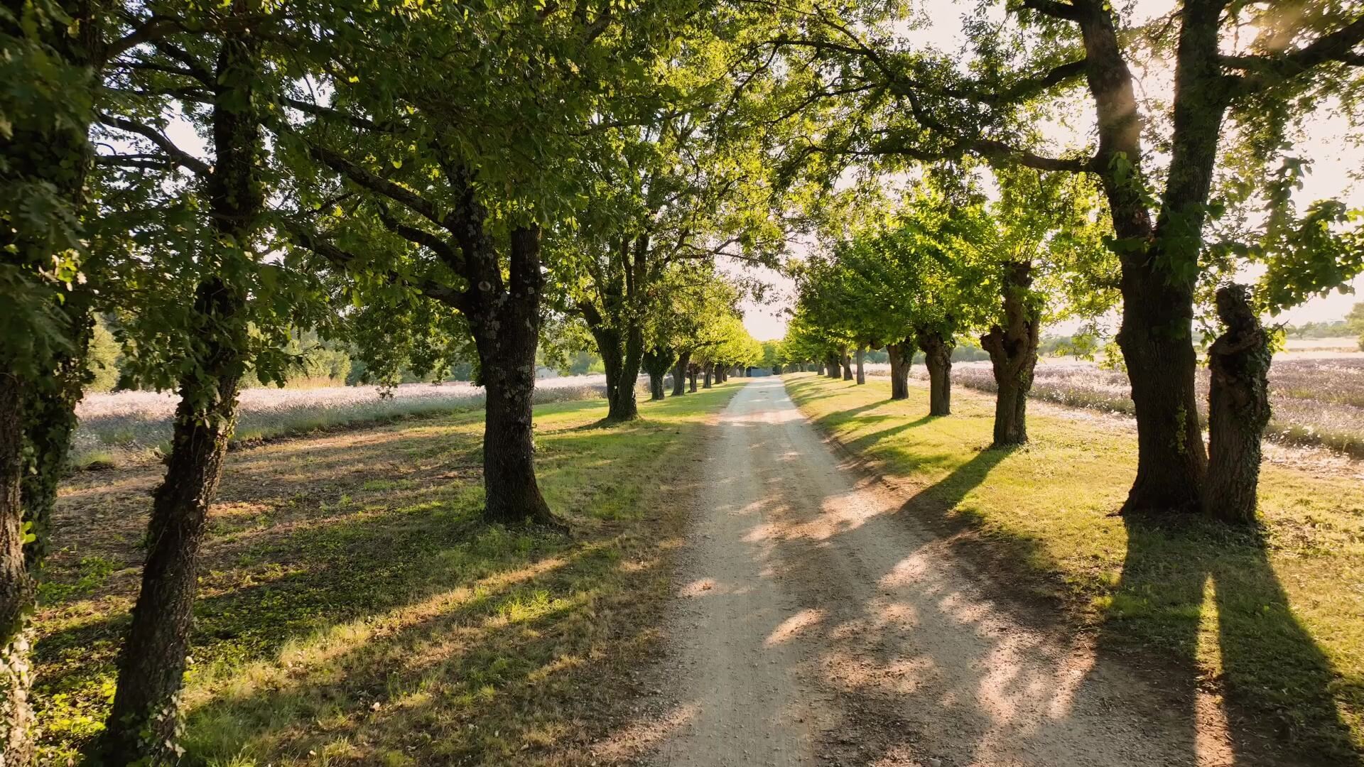 Countryside Collection